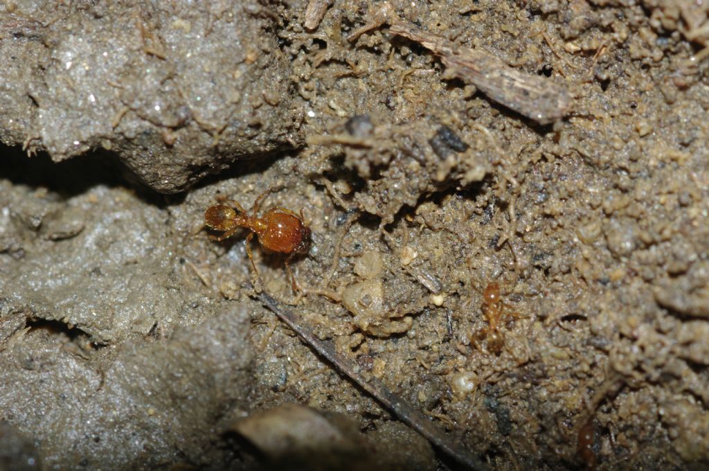 Pheidole pallidula scure